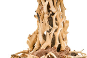 UNS Bonsai 007 Driftwood - Buce Plant