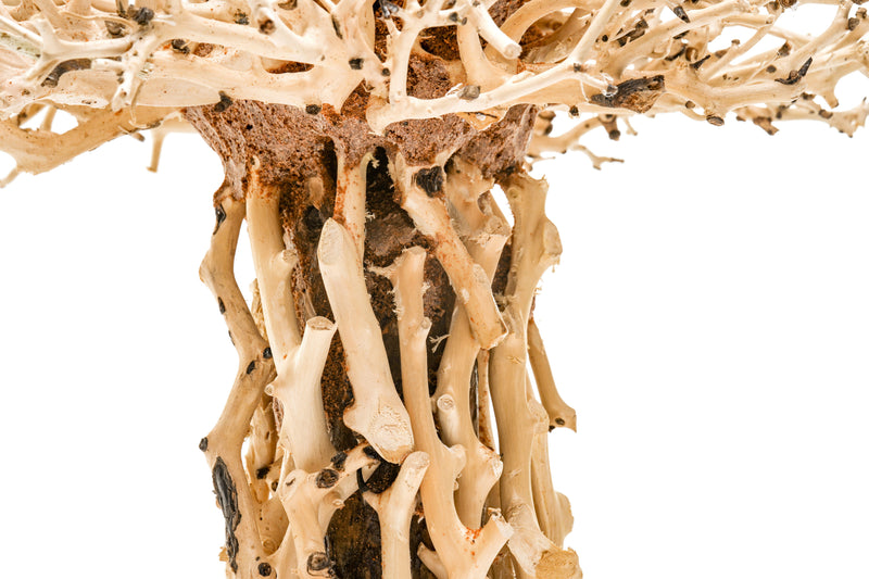 UNS Bonsai 007 Driftwood - Buce Plant
