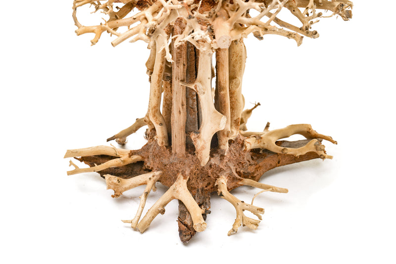 UNS Bonsai 007 Driftwood - Buce Plant