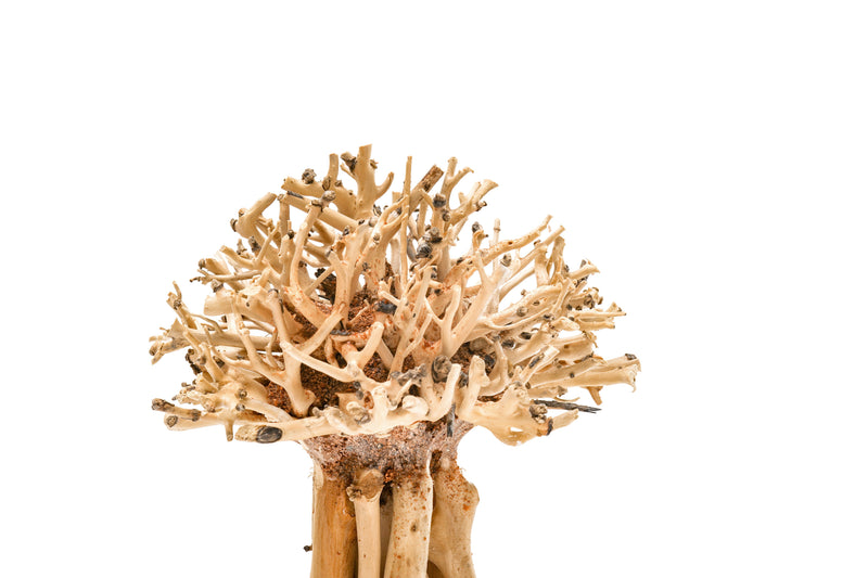 UNS Bonsai 007 Driftwood - Buce Plant