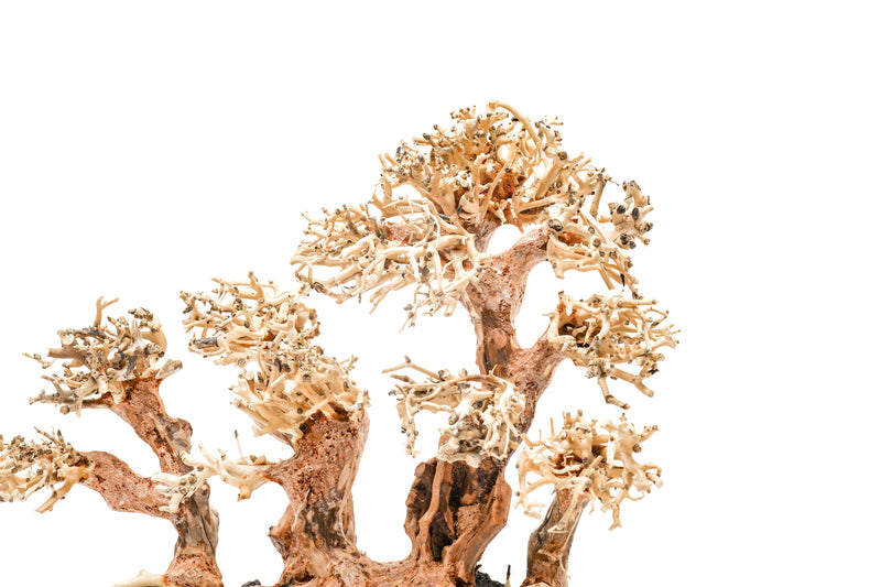 UNSHARDSCAPE UNS Bonsai 008 driftwood piece with intricate natural wood texture and organic shape for bonsai or decorative use