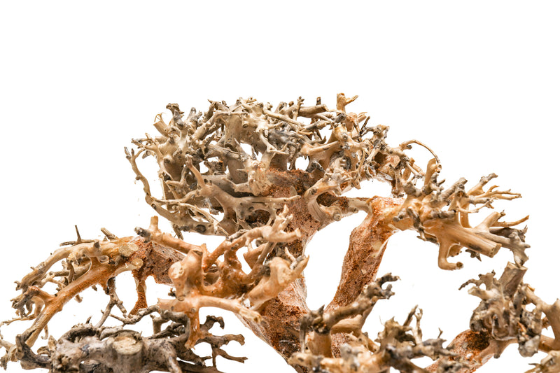 UNSHARDSCAPE UNS Bonsai 008 driftwood piece with intricate natural grain and organic shape for bonsai or decorative use