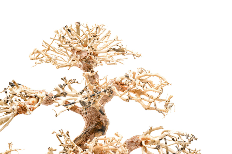 UNSHARDSCAPE UNS Bonsai 008 driftwood piece with intricate natural wood texture and organic shape for bonsai or decor.