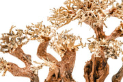 UNS Bonsai 008 driftwood by UNSHARDSCAPE showcasing a natural, intricate piece of driftwood with organic textures and shapes.