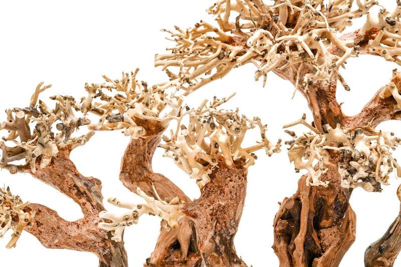 UNS Bonsai 008 driftwood by UNSHARDSCAPE showcasing a natural, intricate piece of driftwood with organic textures and shapes.
