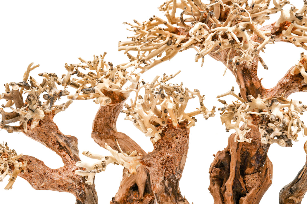 bonsai tree for aquarium for sale UNS Bonsai 008