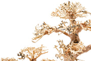UNSHARDSCAPE UNS Bonsai 008 driftwood piece with intricate natural wood details on a plain background