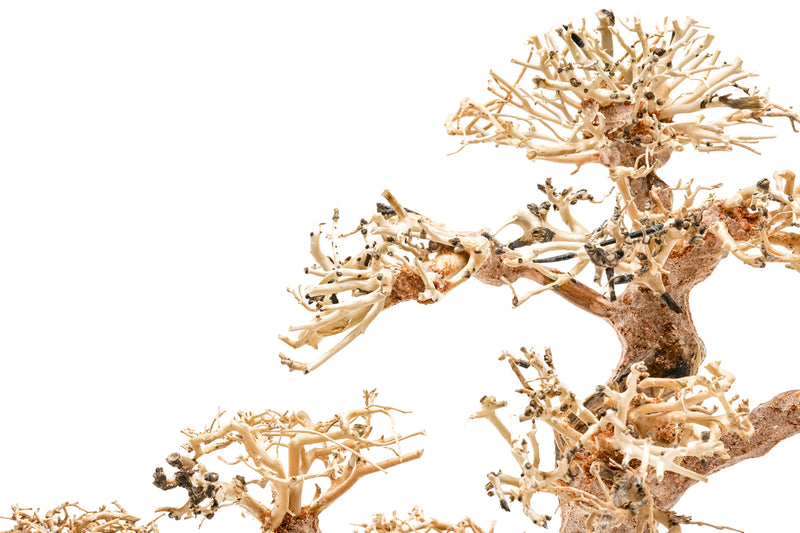 UNSHARDSCAPE UNS Bonsai 008 driftwood piece with intricate natural wood details on a plain background