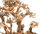UNSHARDSCAPE UNS Bonsai 008 driftwood sculpture with intricate, natural wood details for bonsai or decorative displays