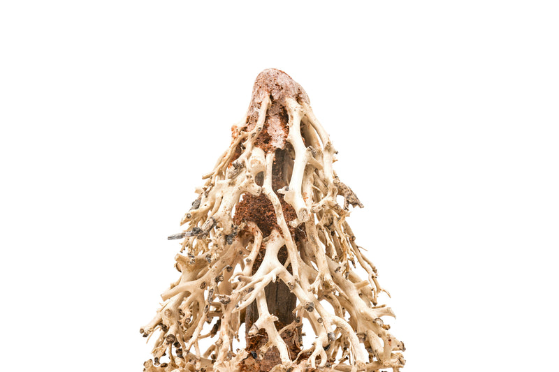 UNSHARDSCAPE UNS Bonsai 009 driftwood piece, natural wood sculpture for bonsai and decorative displays