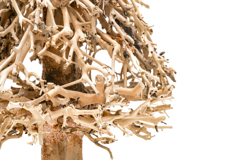 UNSHARDSCAPE UNS Bonsai 009 driftwood piece, natural and textured wood for bonsai or decorative arrangements.