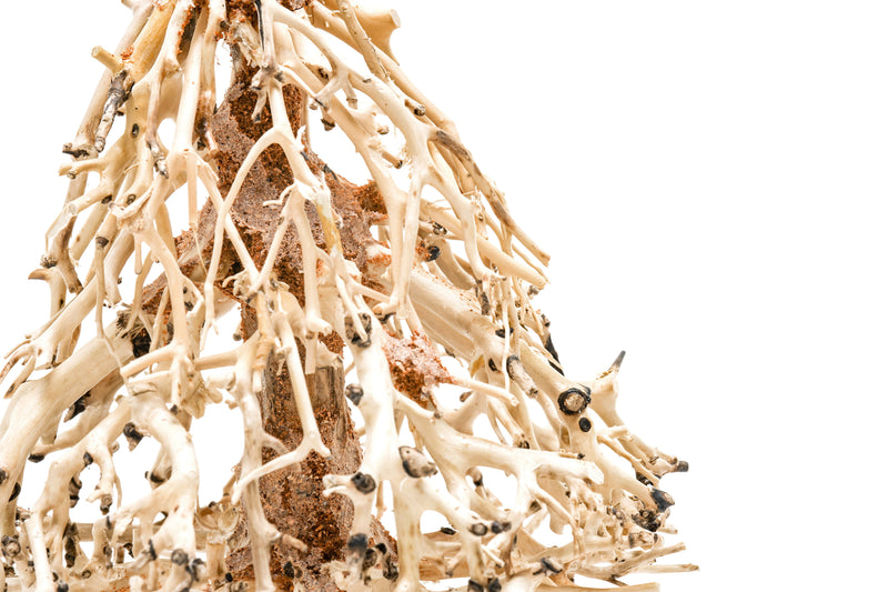 UNSHARDSCAPE UNS Bonsai 009 driftwood piece with natural, weathered texture suitable for bonsai or decorative displays