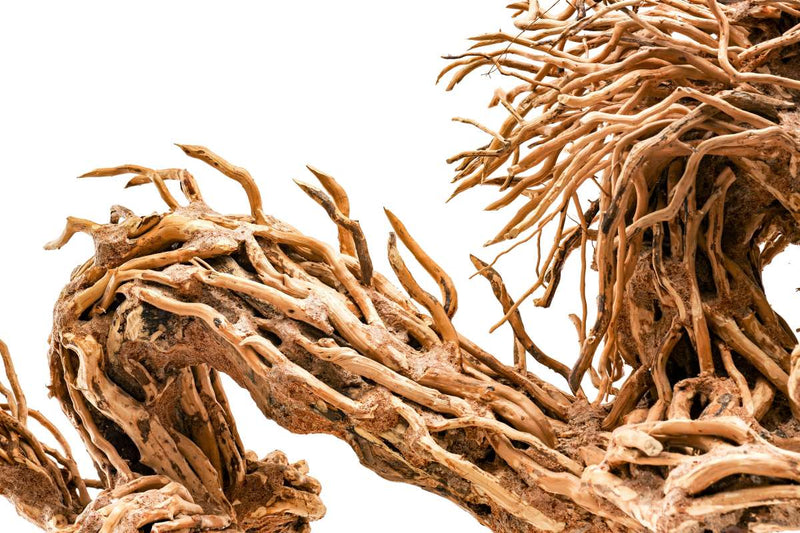 UNS Bonsai 010 Driftwood - Buce Plant