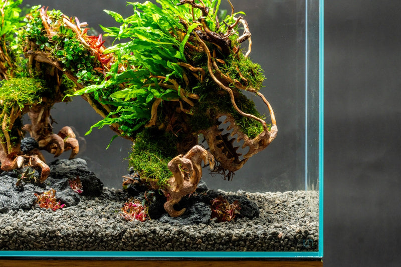 UNS Bonsai 010 Driftwood - Buce Plant