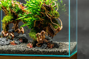 UNS Bonsai 010 Driftwood - Buce Plant