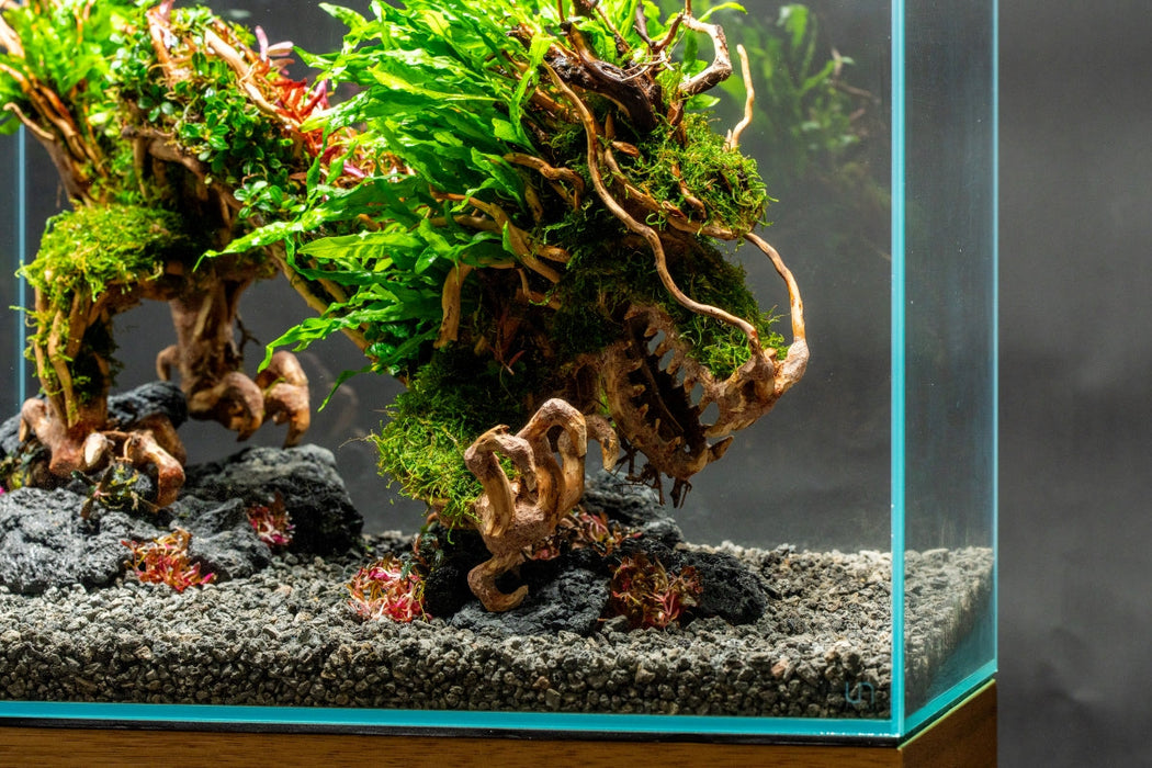 dragon tree bonsai UNS Bonsai 010 Intricate Dragon Shaped Aquarium Driftwood — Buce Plant