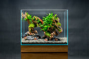 UNS Bonsai 010 Driftwood - Buce Plant