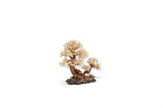UNSHARDSCAPE UNS Bonsai 011 driftwood piece showcasing natural, twisted wood with textured surface for bonsai or decorative use