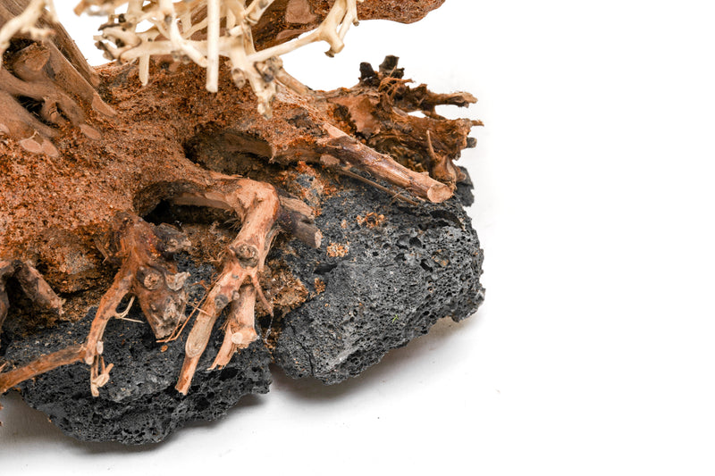 UNSHARDSCAPE UNS Bonsai 011 driftwood piece, natural wood sculpture for bonsai or decorative display, detailed and textured surface