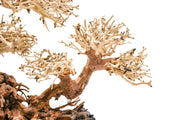 UNSHARDSCAPE UNS Bonsai 011 driftwood piece displaying intricate natural wood textures and organic shape for bonsai decoration.