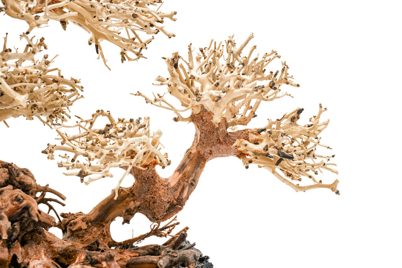 UNSHARDSCAPE UNS Bonsai 011 driftwood piece displaying intricate natural wood textures and organic shape for bonsai decoration.