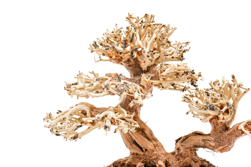 UNSHARDSCAPE UNS Bonsai 011 driftwood piece with intricate, natural wood textures for bonsai or decorative use
