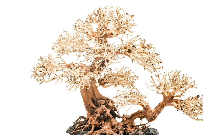 UNSHARDSCAPE UNS Bonsai 011 driftwood piece with intricate natural wood details, ideal for bonsai or decorative displays