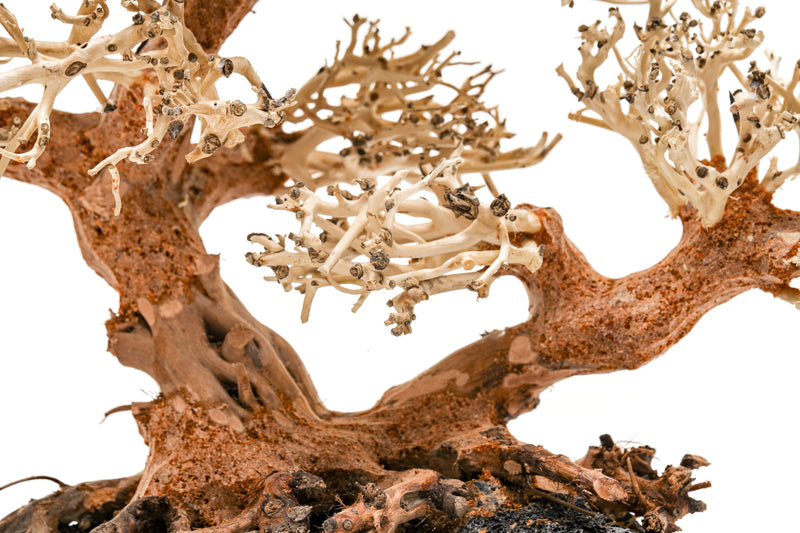 UNSHARDSCAPE UNS Bonsai 011 driftwood piece with natural, weathered textures, ideal for bonsai or miniature landscape displays