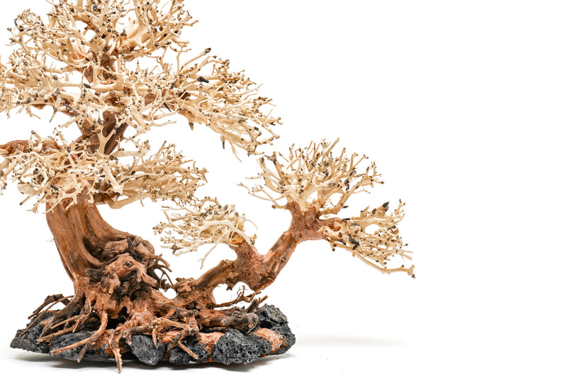 UNSHARDSCAPE UNS Bonsai 011 driftwood piece with intricate natural shapes and textures for bonsai or decorative displays.