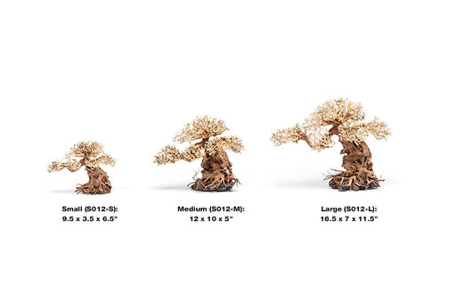 UNS Bonsai 012