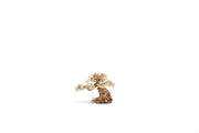 UNS Bonsai 012 Driftwood - Buce Plant