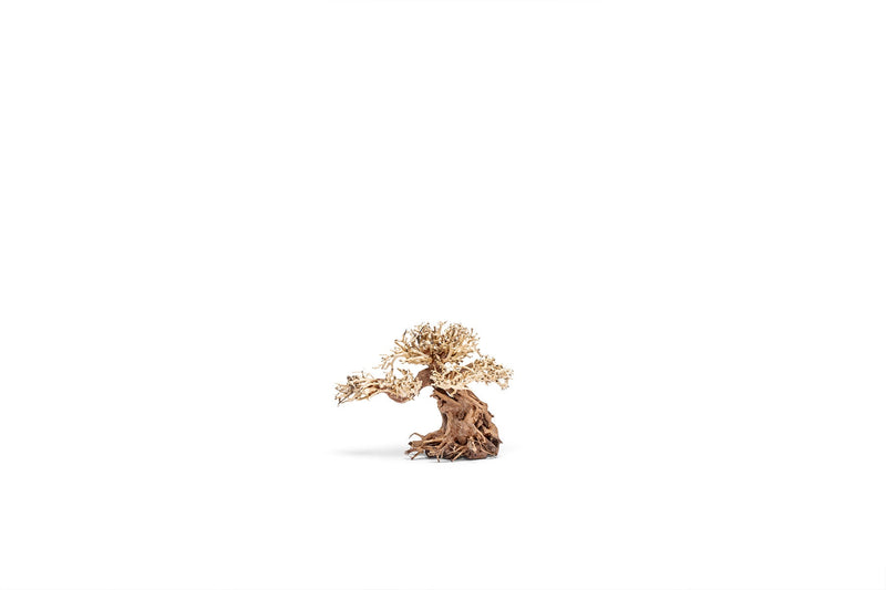 UNS Bonsai 012 Driftwood - Buce Plant