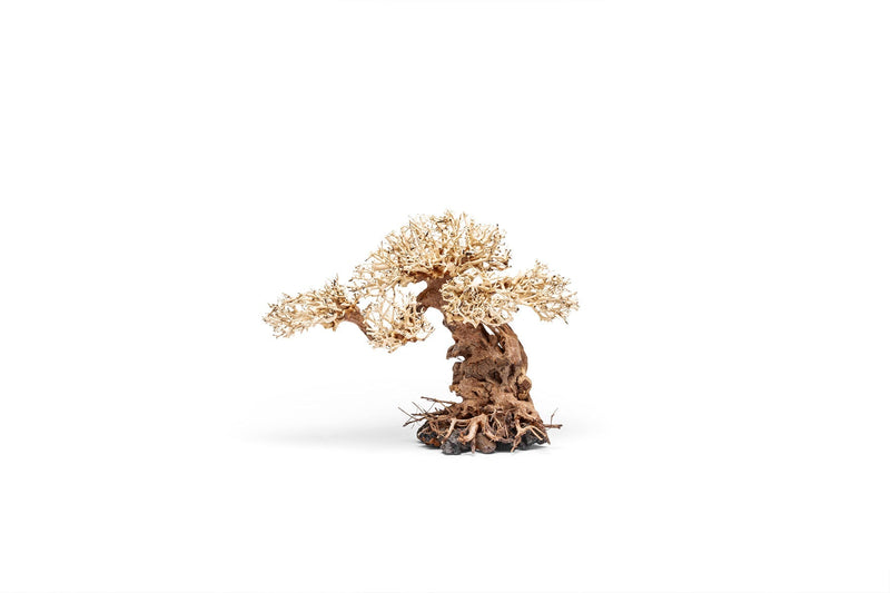 UNS Bonsai 012 Driftwood - Buce Plant