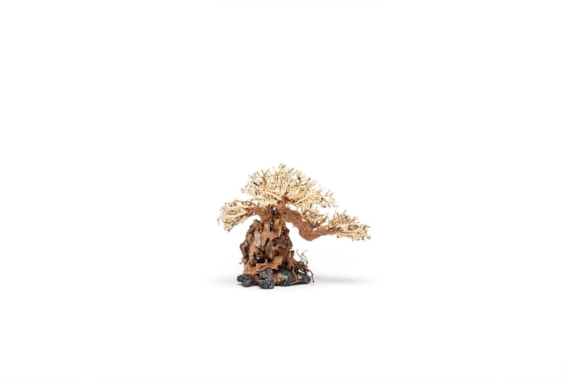 UNS Bonsai 012 Driftwood - Buce Plant