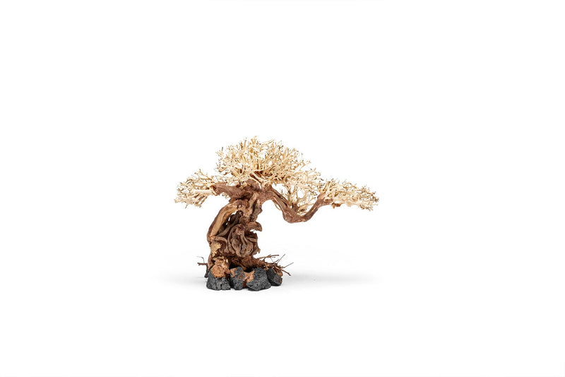 UNS Bonsai 012 Driftwood - Buce Plant