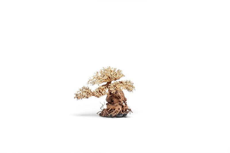 UNS Bonsai 012 Driftwood - Buce Plant