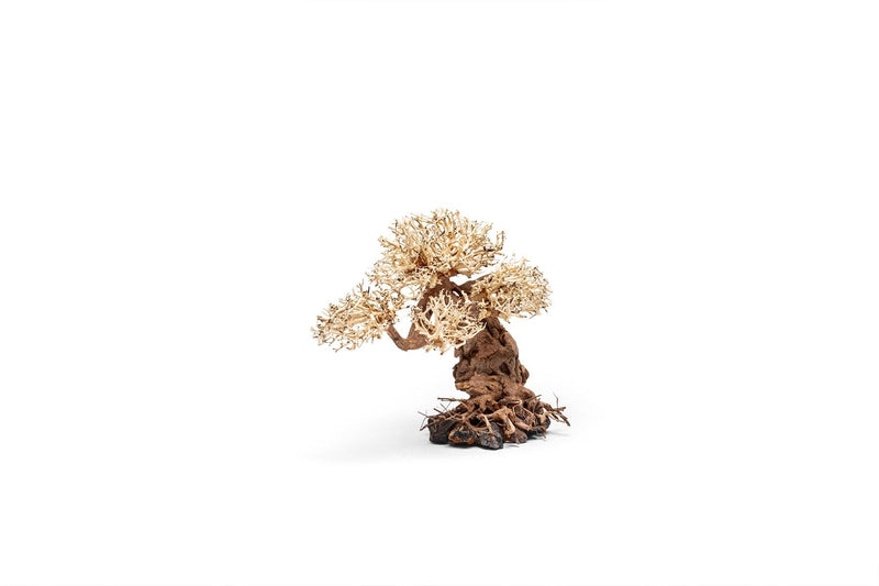 UNS Bonsai 012 Driftwood - Buce Plant