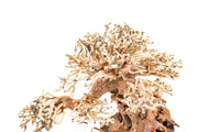 UNS Bonsai 012 Driftwood - Buce Plant