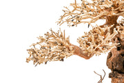 UNS Bonsai 012 Driftwood - Buce Plant
