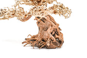 UNS Bonsai 012 Driftwood - Buce Plant