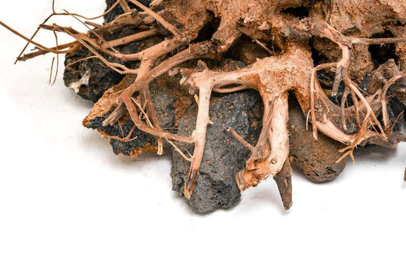 UNS Bonsai 012 Driftwood - Buce Plant