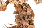 UNS Bonsai 012 Driftwood - Buce Plant