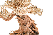 UNS Bonsai 012 Driftwood - Buce Plant