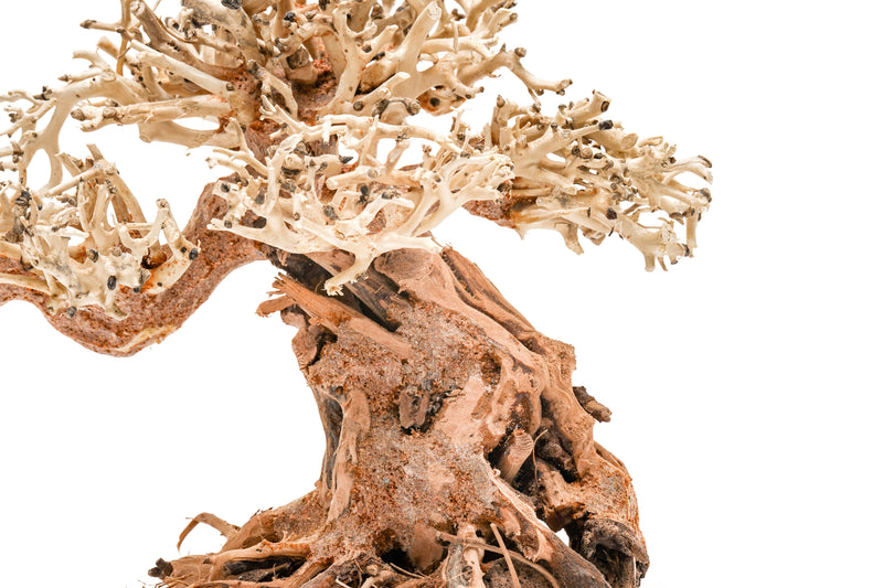 UNS Bonsai 012 Driftwood - Buce Plant
