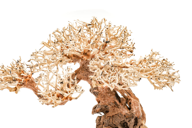 UNS Bonsai 012 Driftwood - Buce Plant