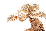 UNS Bonsai 012 Driftwood - Buce Plant