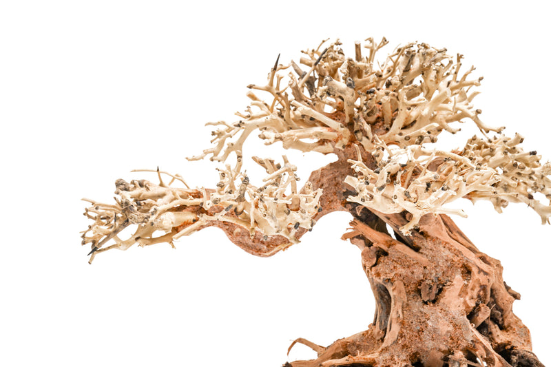 UNS Bonsai 012 Driftwood - Buce Plant