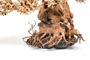 UNS Bonsai 012 Driftwood - Buce Plant