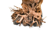 UNS Bonsai 012 Driftwood - Buce Plant