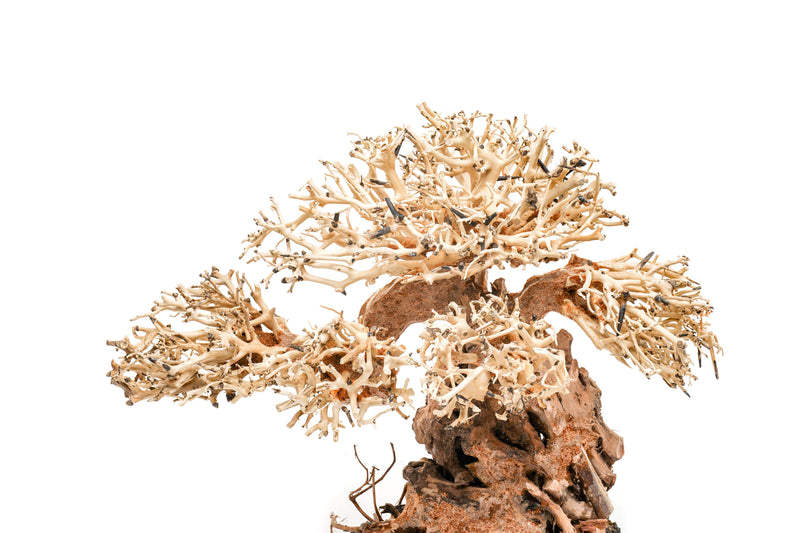 UNS Bonsai 012 Driftwood - Buce Plant